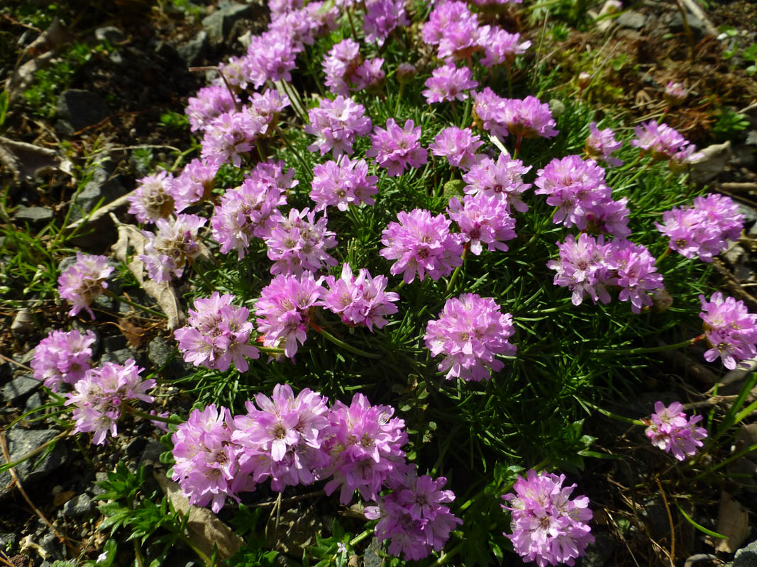 Armeria juniperifolia